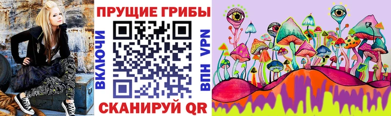 купить  цена  Тара  Галлюциногенные грибы Psilocybine cubensis 